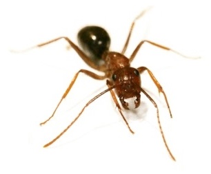 Pest Control Ants