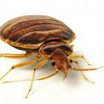 Pest Control Bedbugs