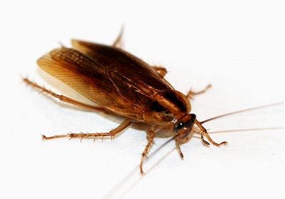 Pest Control Cockroach