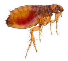 Pest Control Fleas