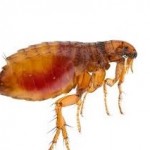 Pest Control Fleas