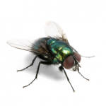 Pest Control Flies