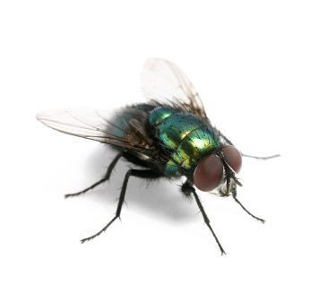 Pest Control Flies