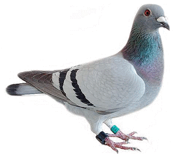 Pest Control Pigeons