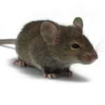 Pest control Rodents & Rats
