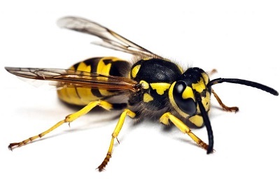 Pest Control Wasps
