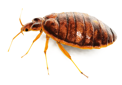 Pest Control Bed Bugs