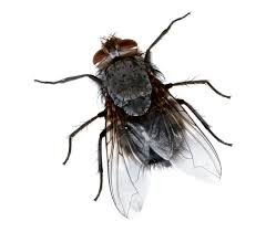 Pest Control Flies