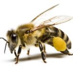 Pest Control Honey Bees