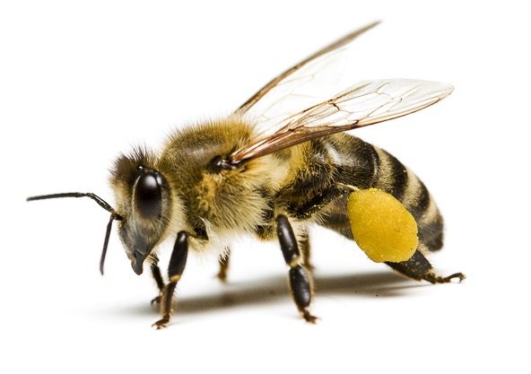 Pest Control Honey Bees