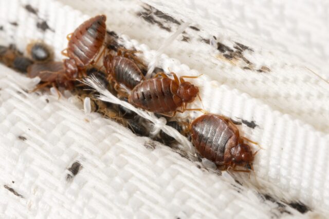 bedbugs Bed Bugs